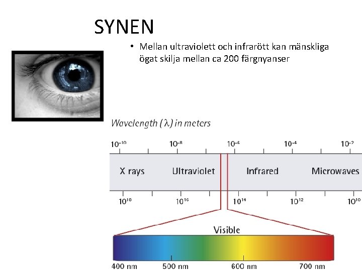 SYNEN • Mellan ultraviolett och infrarött kan mänskliga ögat skilja mellan ca 200 färgnyanser