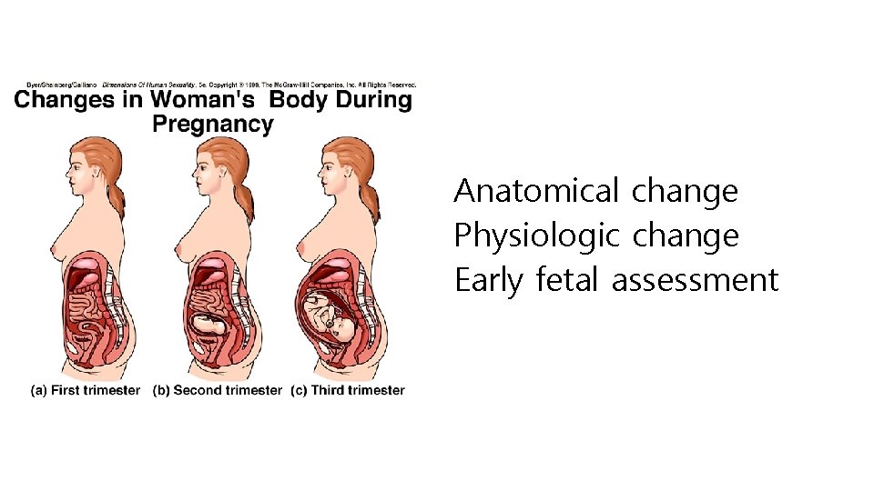 Anatomical change Physiologic change Early fetal assessment 