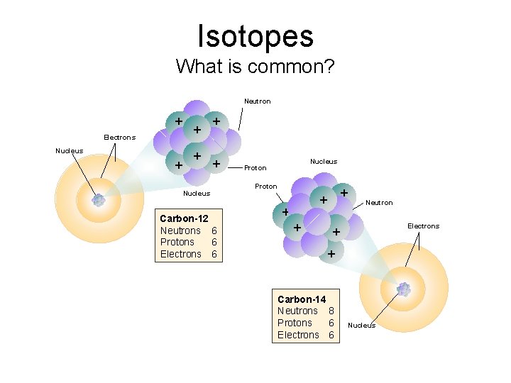 Isotopes What is common? Neutron + Electrons + Nucleus + + Nucleus Carbon-12 Neutrons