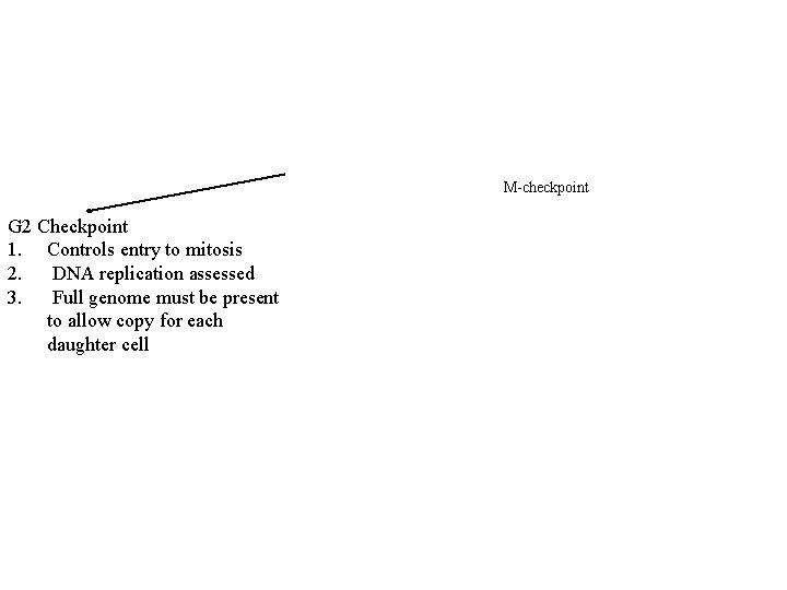 M-checkpoint G 2 Checkpoint 1. Controls entry to mitosis 2. DNA replication assessed 3.