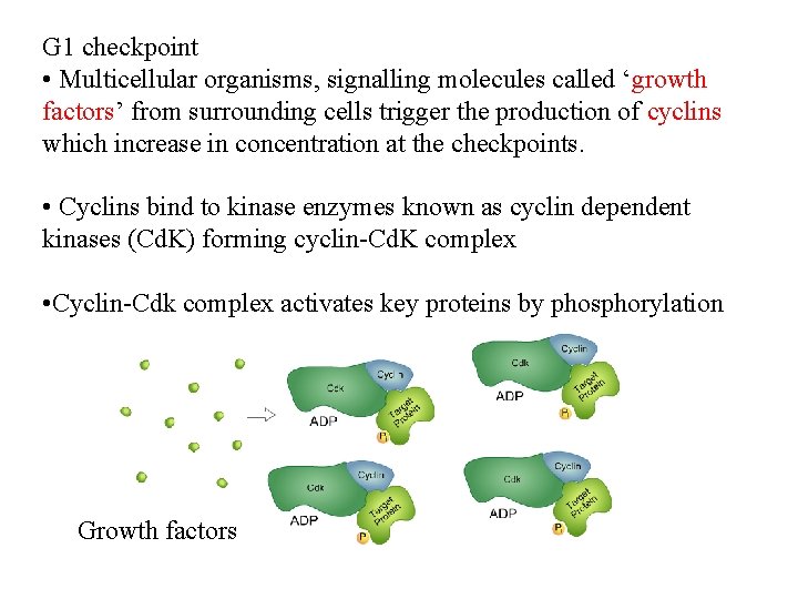 G 1 checkpoint • Multicellular organisms, signalling molecules called ‘growth factors’ from surrounding cells