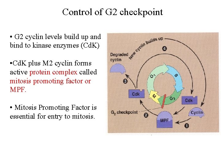 Control of G 2 checkpoint • G 2 cyclin levels build up and bind