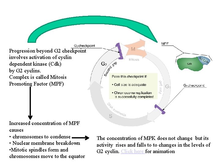 Progression beyond G 2 checkpoint involves activation of cyclin dependent kinase (Cdk) by G