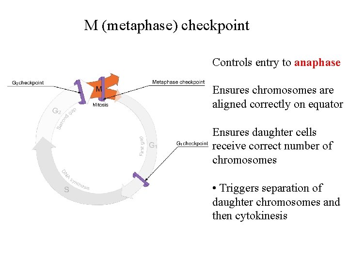 M (metaphase) checkpoint Controls entry to anaphase Ensures chromosomes are aligned correctly on equator