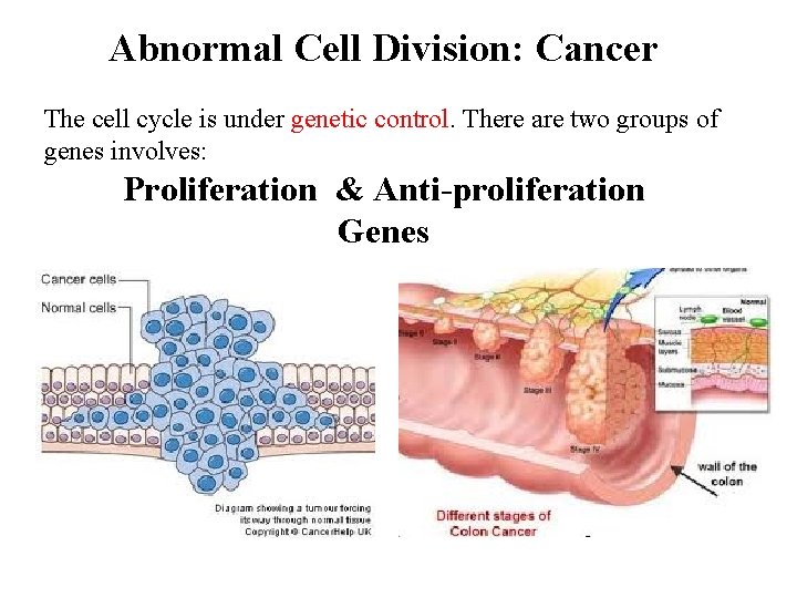 Abnormal Cell Division: Cancer The cell cycle is under genetic control. There are two