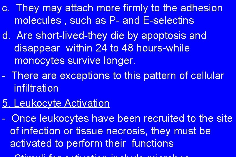 c. They may attach more firmly to the adhesion molecules , such as P-