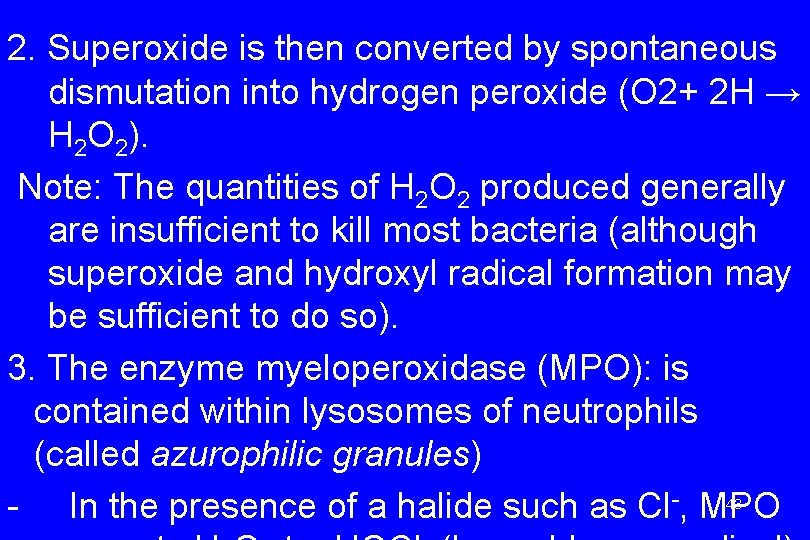 2. Superoxide is then converted by spontaneous dismutation into hydrogen peroxide (O 2+ 2