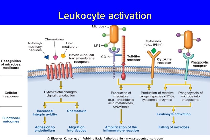 Leukocyte activation 