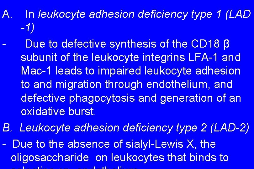 A. In leukocyte adhesion deficiency type 1 (LAD -1) Due to defective synthesis of