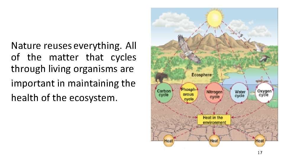 Nature reuses everything. All of the matter that cycles through living organisms are important