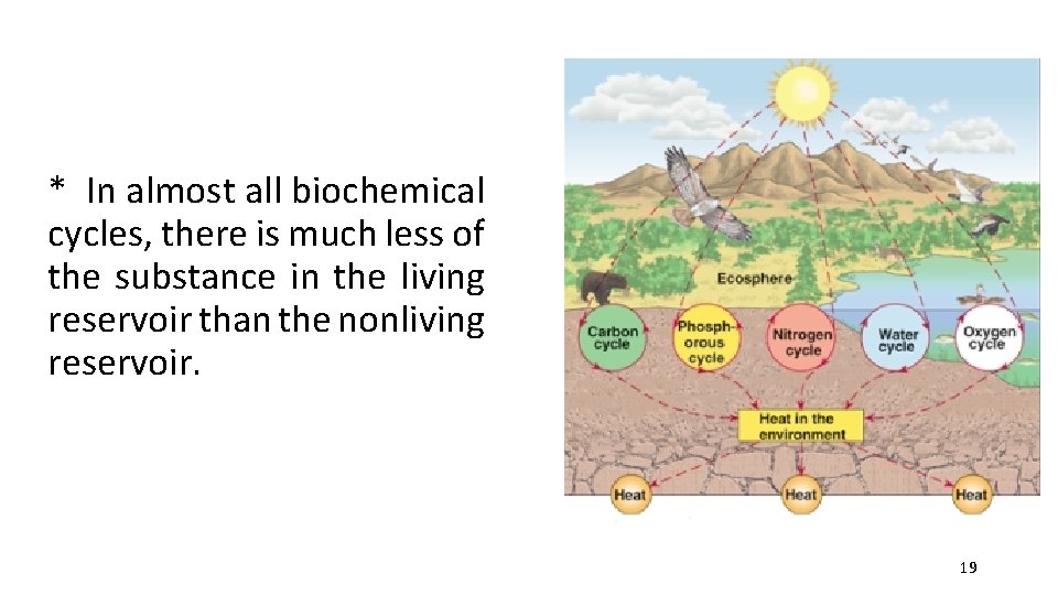 * In almost all biochemical cycles, there is much less of the substance in
