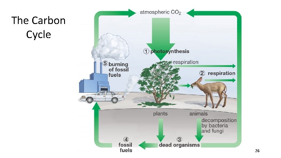 The Carbon Cycle 26 