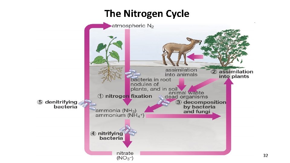 The Nitrogen Cycle 32 