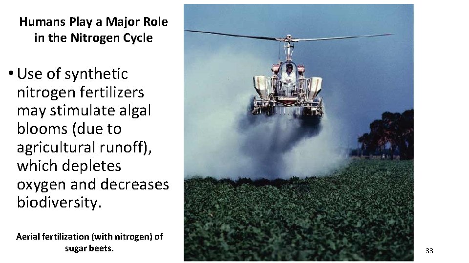 Humans Play a Major Role in the Nitrogen Cycle • Use of synthetic nitrogen