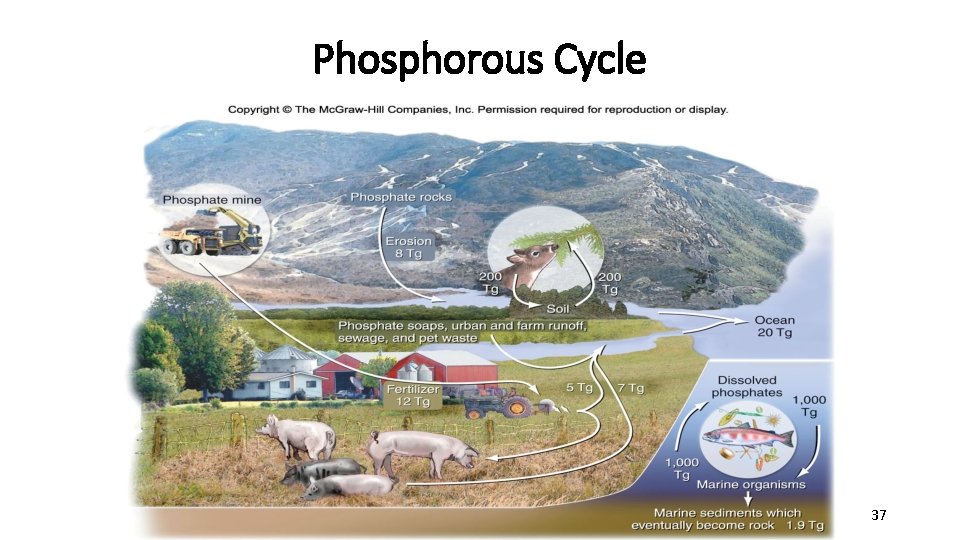 Phosphorous Cycle 37 