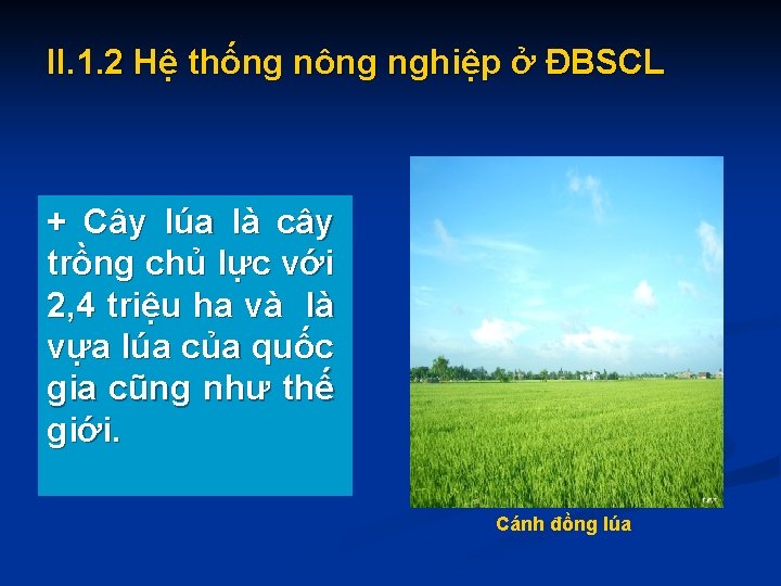 II. 1. 2 Hệ thống nông nghiệp ở ĐBSCL + Cây lúa là cây