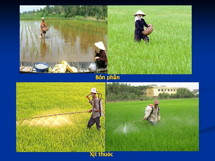 Bón phân Xịt thuốc 