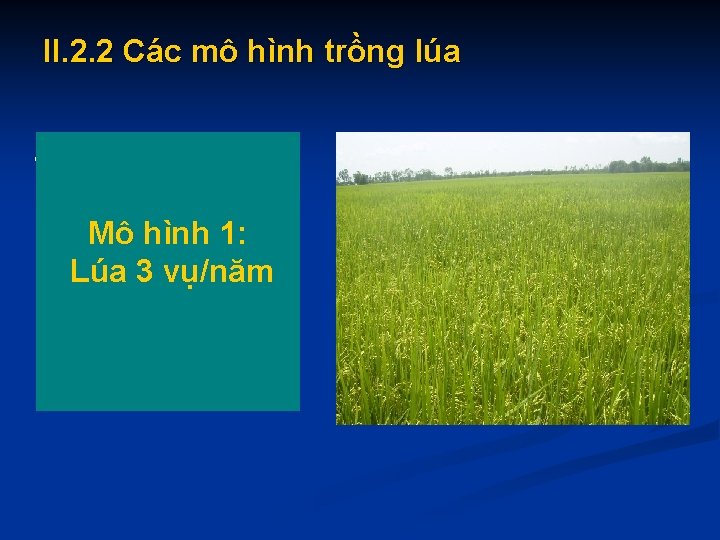 II. 2. 2 Các mô hình trồng lúa - Những vùng đất phù sa
