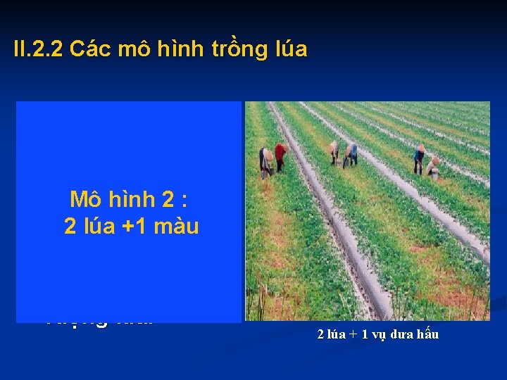 II. 2. 2 Các mô hình trồng lúa - Trồng xen giữa 2 vụ