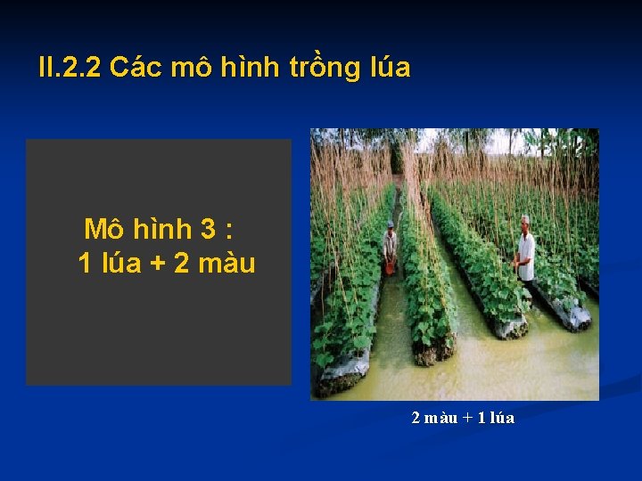 II. 2. 2 Các mô hình trồng lúa - Canh tác 1 vụ Mô