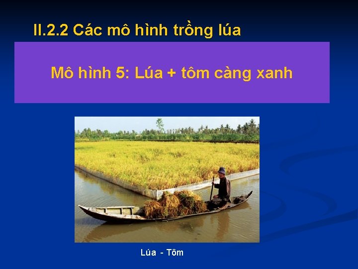 II. 2. 2 Các mô hình trồng lúa - Mô hình mới được áp