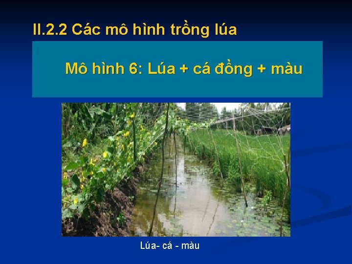 II. 2. 2 Các mô hình trồng lúa Mô hình 6: Lúa + cá