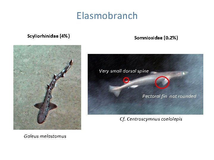 Elasmobranch Scyliorhinidae (4%) Somniosidae (0. 2%) Very small dorsal spine Pectoral fin not rounded