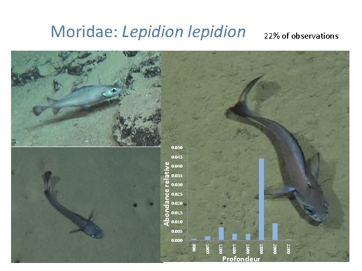 Moridae: Lepidion lepidion 22% of observations 0. 050 Abondance relative 0. 045 0. 040