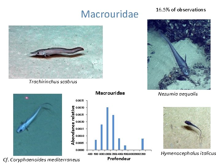 Macrouridae 16. 5% of observations Trachirinchus scabrus Macrouridae Nezumia aequalis Abondance relative 0. 0035