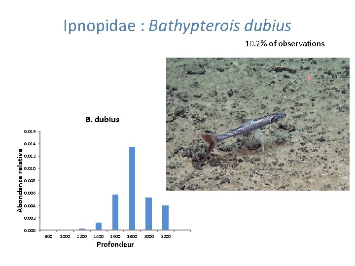 Ipnopidae : Bathypterois dubius 10. 2% of observations B. dubius 0. 016 Abondance relative