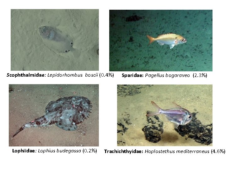 Scophthalmidae: Lepidorhombus boscii (0. 4%) Lophiidae: Lophius budegassa (0. 2%) Sparidae: Pagellus bogaraveo (2.