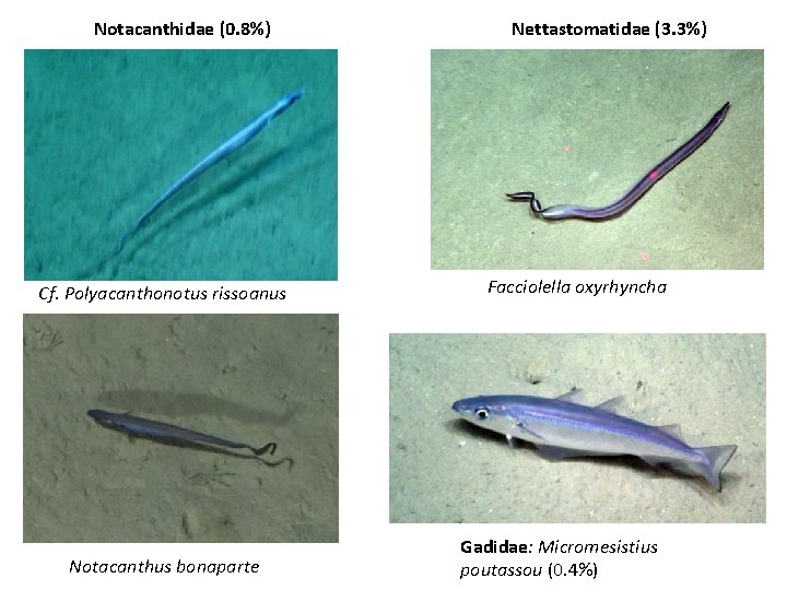 Notacanthidae (0. 8%) Cf. Polyacanthonotus rissoanus Notacanthus bonaparte Nettastomatidae (3. 3%) Facciolella oxyrhyncha Gadidae: