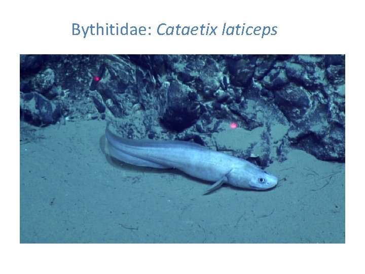 Bythitidae: Cataetix laticeps 