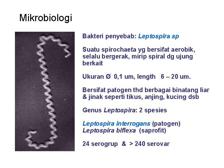 Mikrobiologi Bakteri penyebab: Leptospira sp Suatu spirochaeta yg bersifat aerobik, selalu bergerak, mirip spiral
