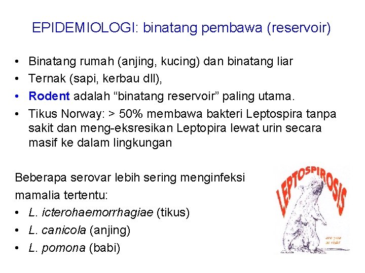 EPIDEMIOLOGI: binatang pembawa (reservoir) • • Binatang rumah (anjing, kucing) dan binatang liar Ternak