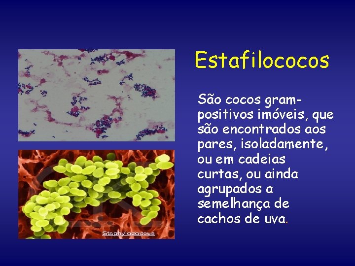 Estafilococos São cocos grampositivos imóveis, que são encontrados aos pares, isoladamente, ou em cadeias
