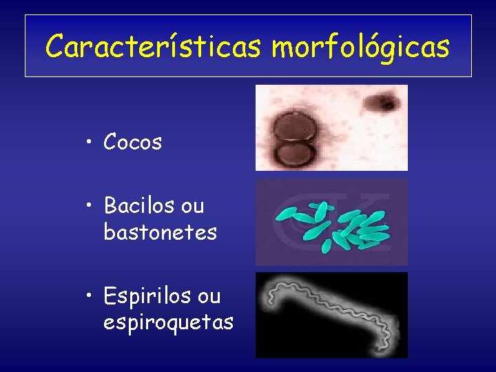 Características morfológicas • Cocos • Bacilos ou bastonetes • Espirilos ou espiroquetas 