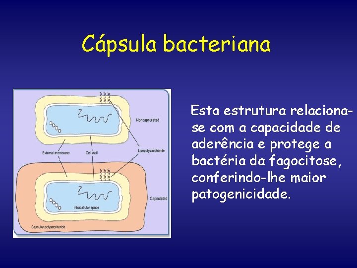 Cápsula bacteriana Esta estrutura relacionase com a capacidade de aderência e protege a bactéria