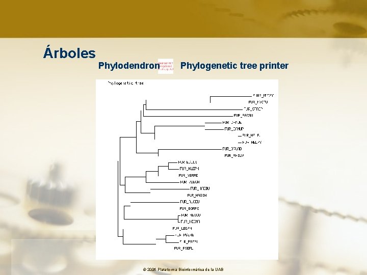 Árboles Phylodendron Phylogenetic tree printer © 2006 Plataforma Bioinformàtica de la UAB 