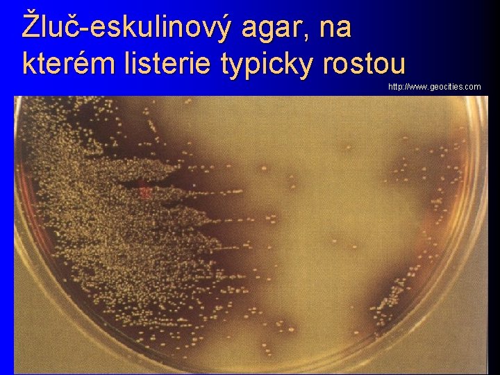 Žluč-eskulinový agar, na kterém listerie typicky rostou http: //www. geocities. com 