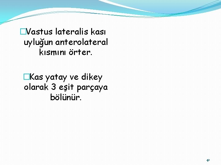 �Vastus lateralis kası uyluğun anterolateral kısmını örter. �Kas yatay ve dikey olarak 3 eşit