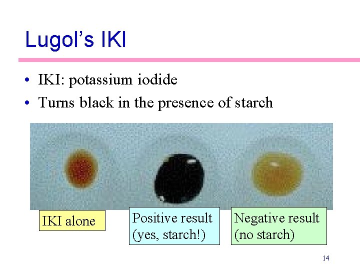 Lugol’s IKI • IKI: potassium iodide • Turns black in the presence of starch