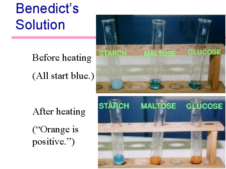 Benedict’s Solution Before heating (All start blue. ) After heating (“Orange is positive. ”)