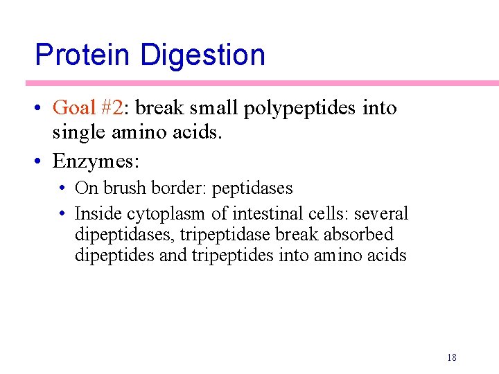 Protein Digestion • Goal #2: break small polypeptides into single amino acids. • Enzymes: