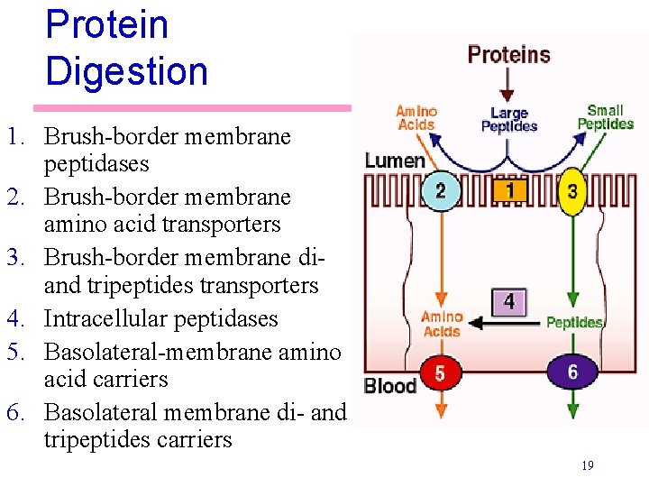 Protein Digestion 1. Brush-border membrane peptidases 2. Brush-border membrane amino acid transporters 3. Brush-border