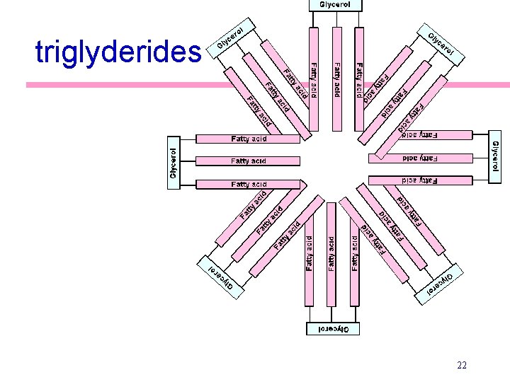 triglyderides 22 