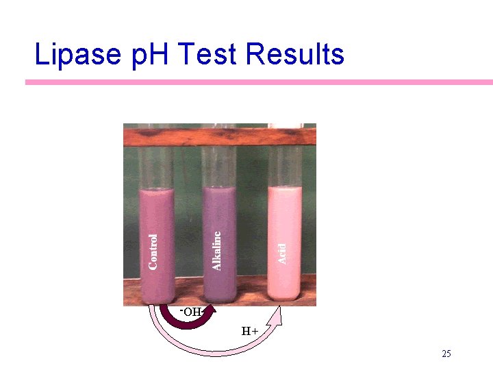 Lipase p. H Test Results HO+H 25 