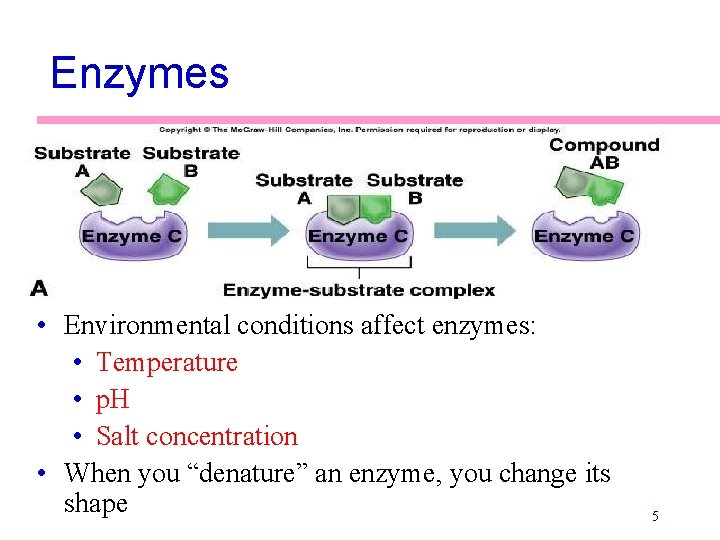 Enzymes • Environmental conditions affect enzymes: • Temperature • p. H • Salt concentration