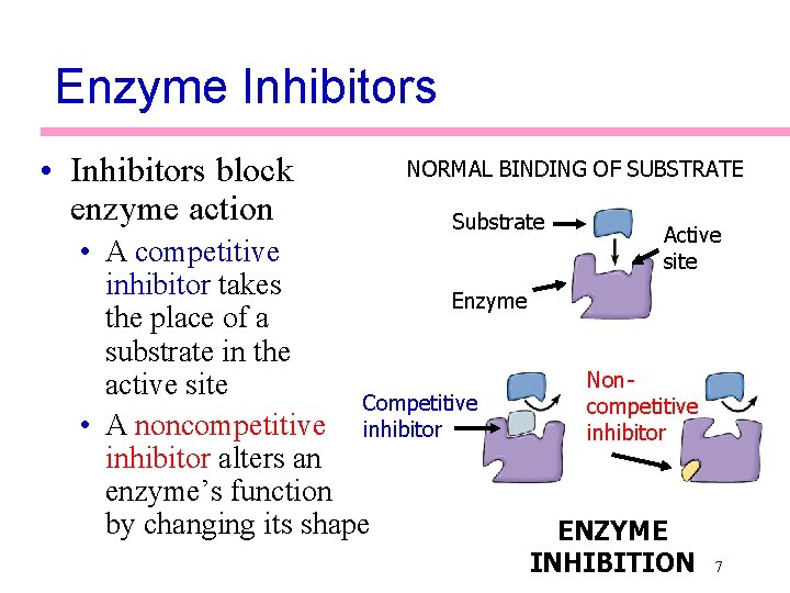 Enzyme Inhibitors • Inhibitors block enzyme action NORMAL BINDING OF SUBSTRATE Substrate Active site