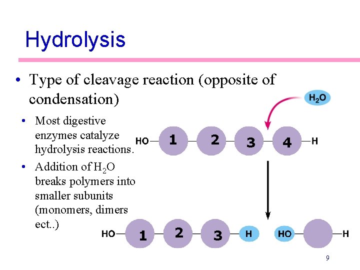 Hydrolysis • Type of cleavage reaction (opposite of condensation) • Most digestive enzymes catalyze